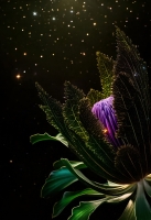 http://larysarusina.info/files/gimgs/th-27_stardust37.jpg