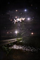 http://larysarusina.info/files/gimgs/th-27_stardust8.jpg